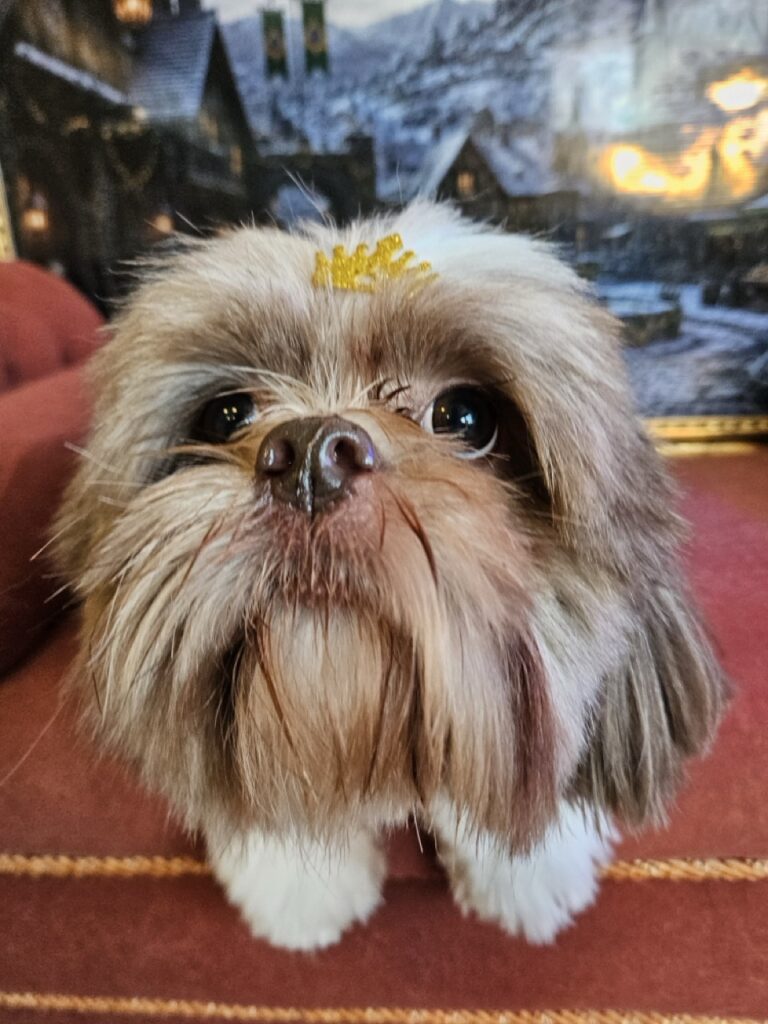 Luigi na Realeza Pets, foto 10