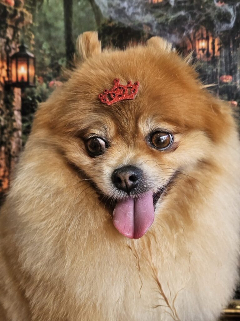 Gucci, Spitz atendido na Realeza Pets