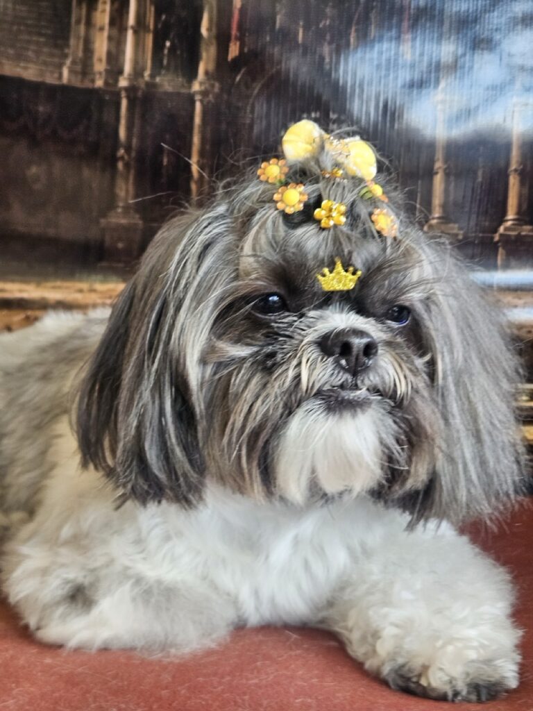 Mell na Realeza Pets, foto 36