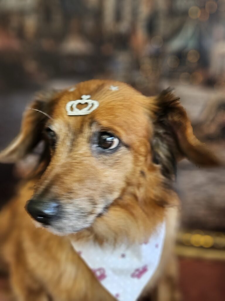 Layka na Realeza Pets, foto 6