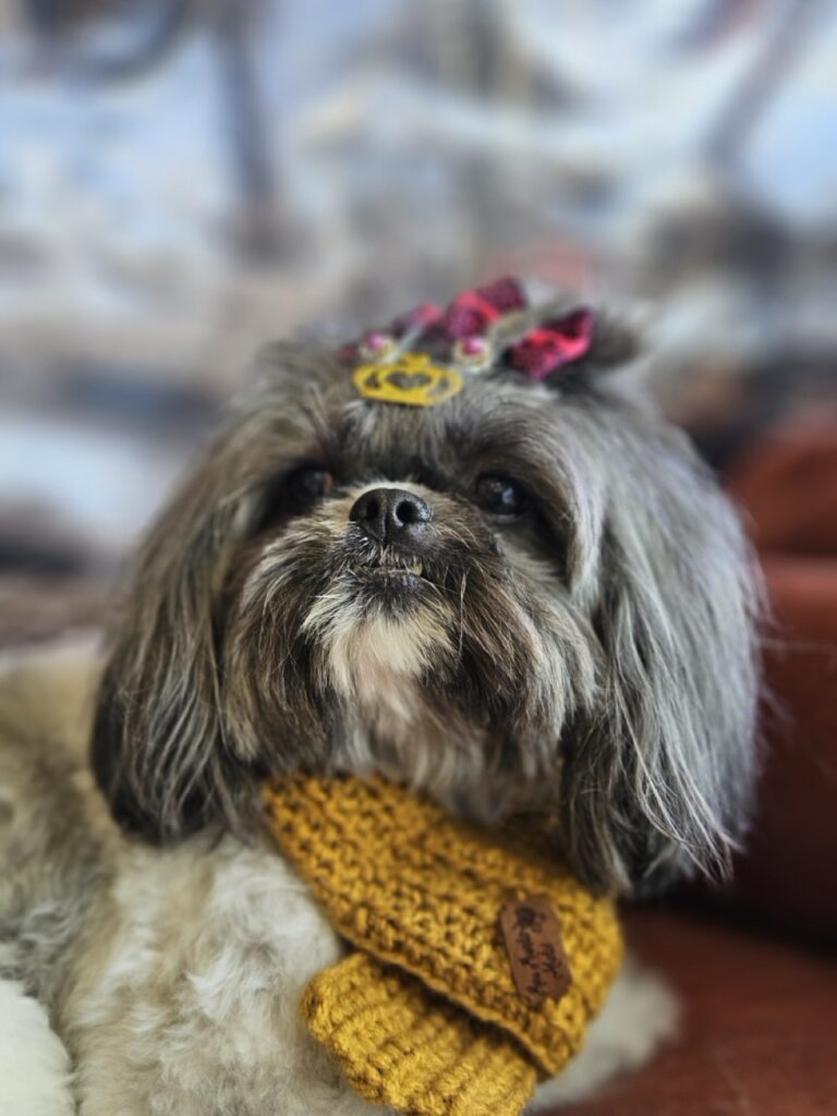 Mell na Realeza Pets, foto 15