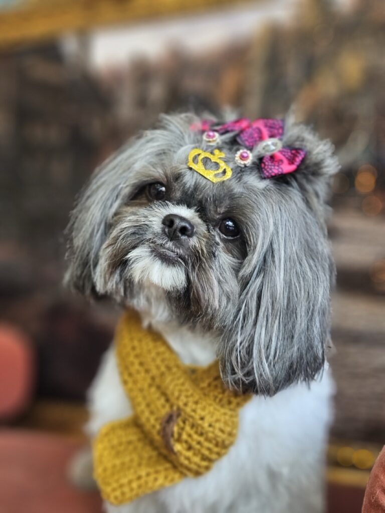 Mell na Realeza Pets, foto 16