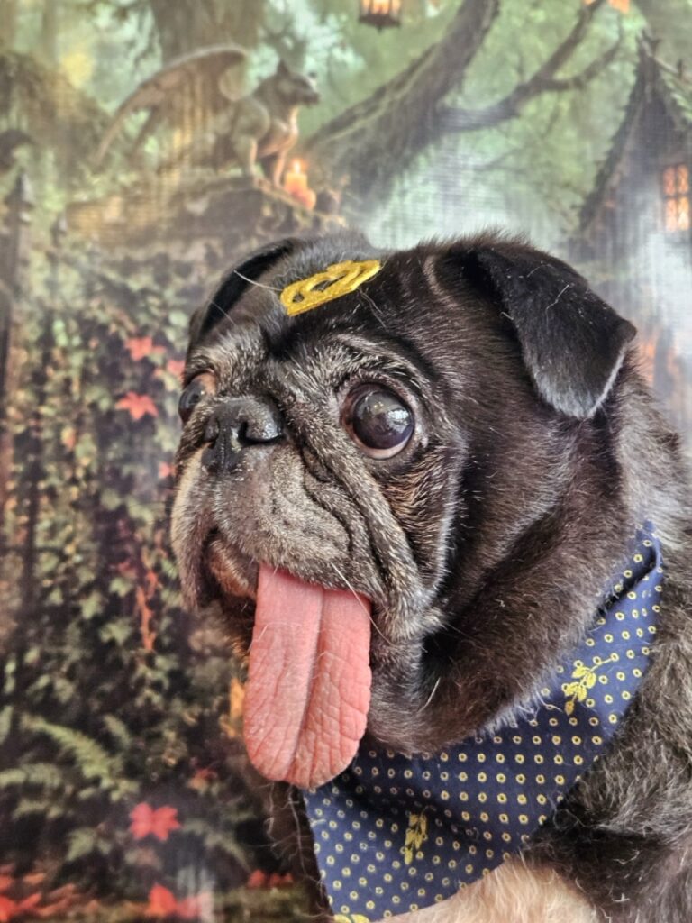 Fortuna, Pug atendido na Realeza Pets
