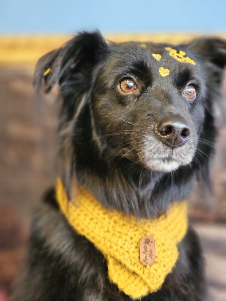 Sofia na Realeza Pets, foto 6