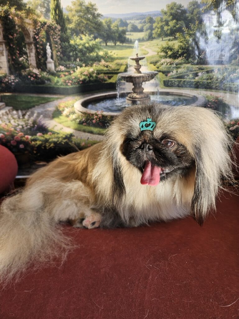 Lion, Pequinês atendido na Realeza Pets