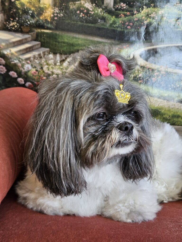 Mell na Realeza Pets, foto 9