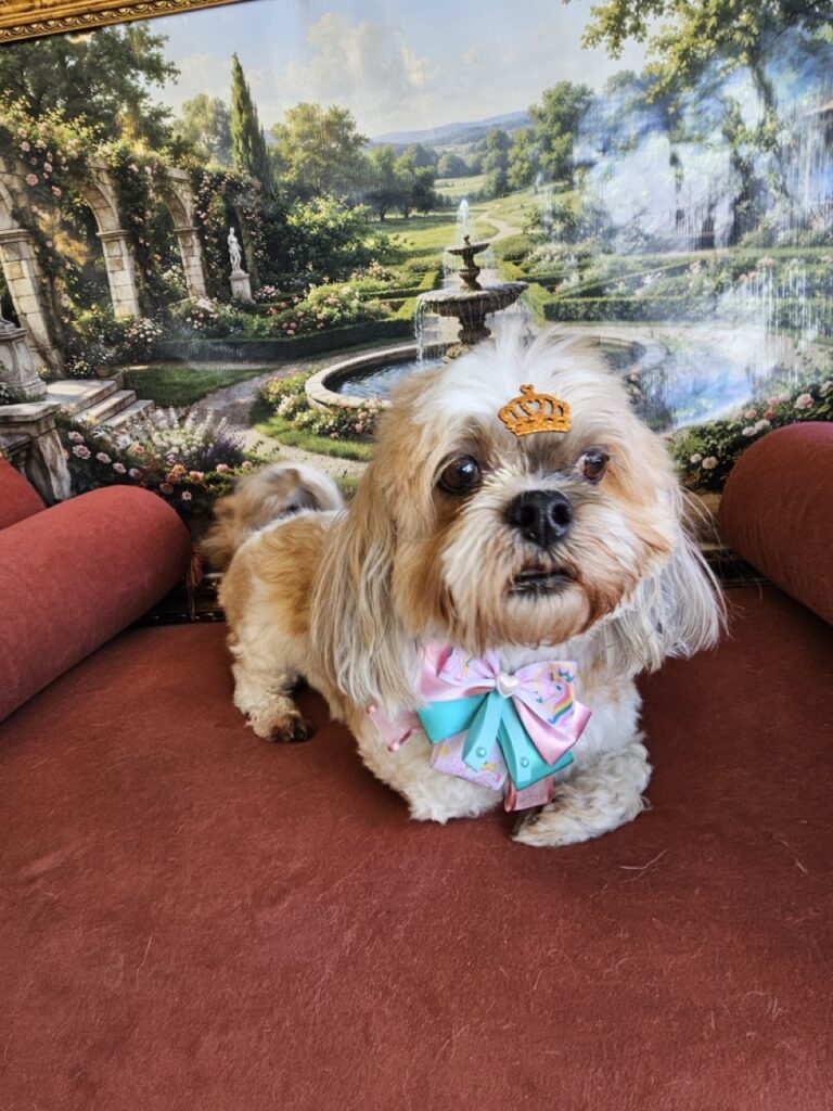 Habiba, Lhasa atendido na Realeza Pets