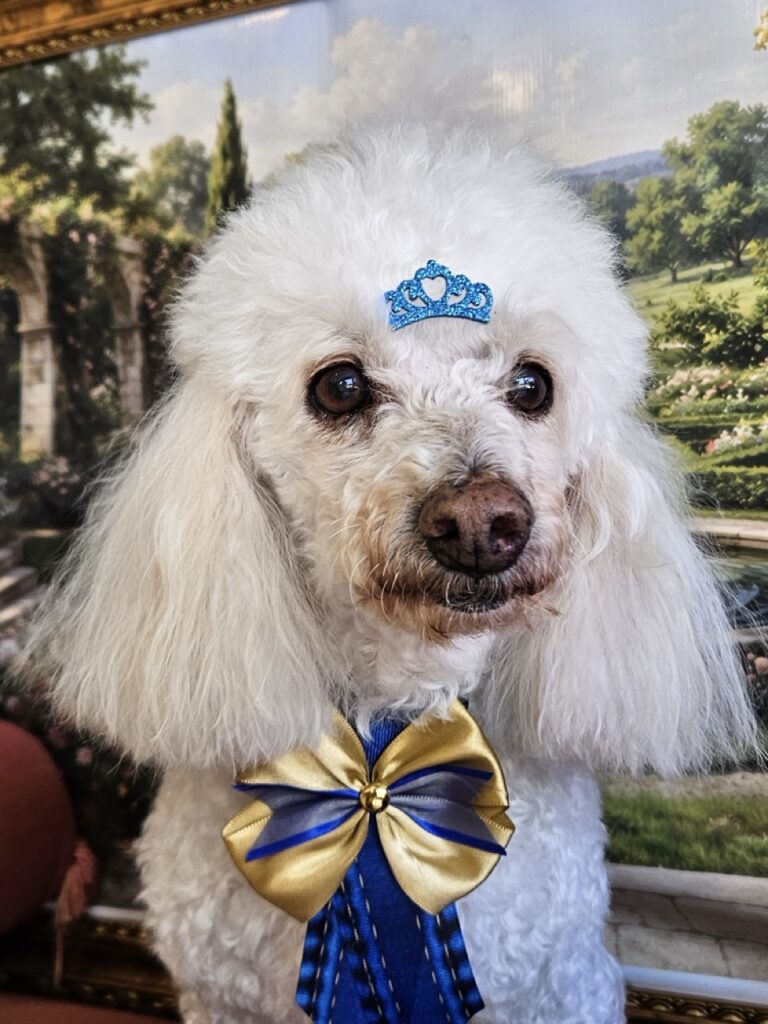 London, Poodle atendido na Realeza Pets