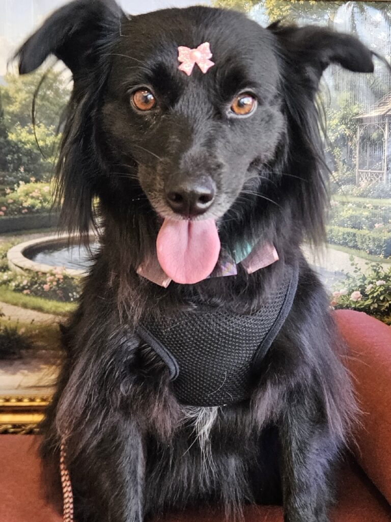 Sofia na Realeza Pets, foto 5