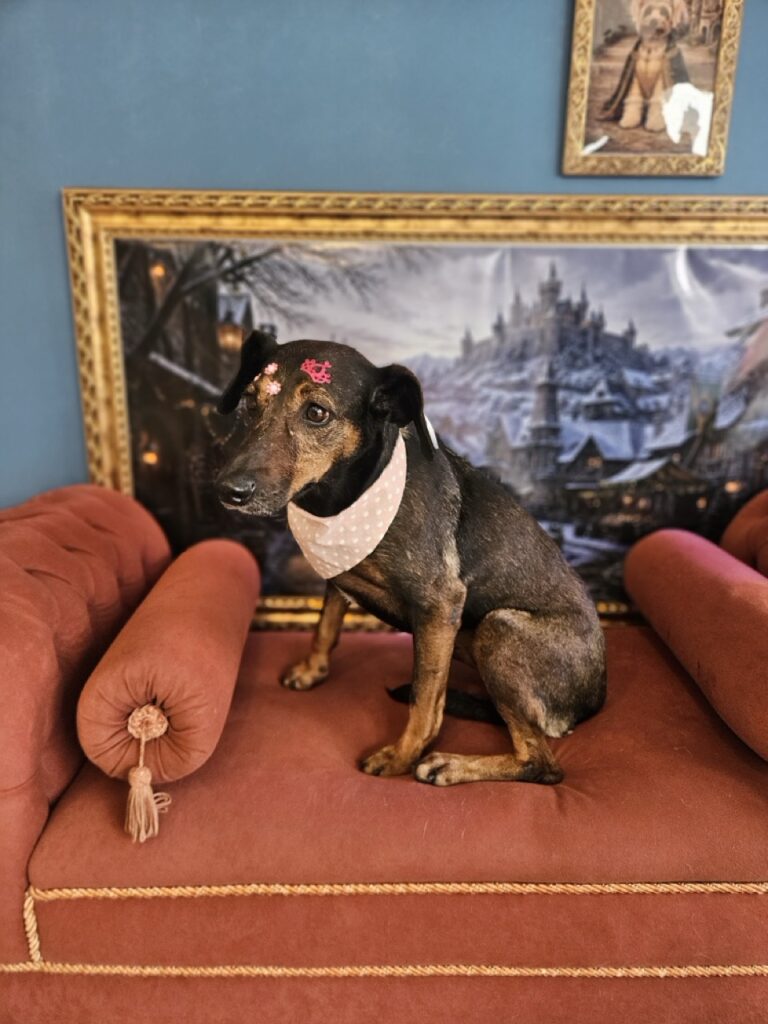 Kakau na Realeza Pets, foto 18