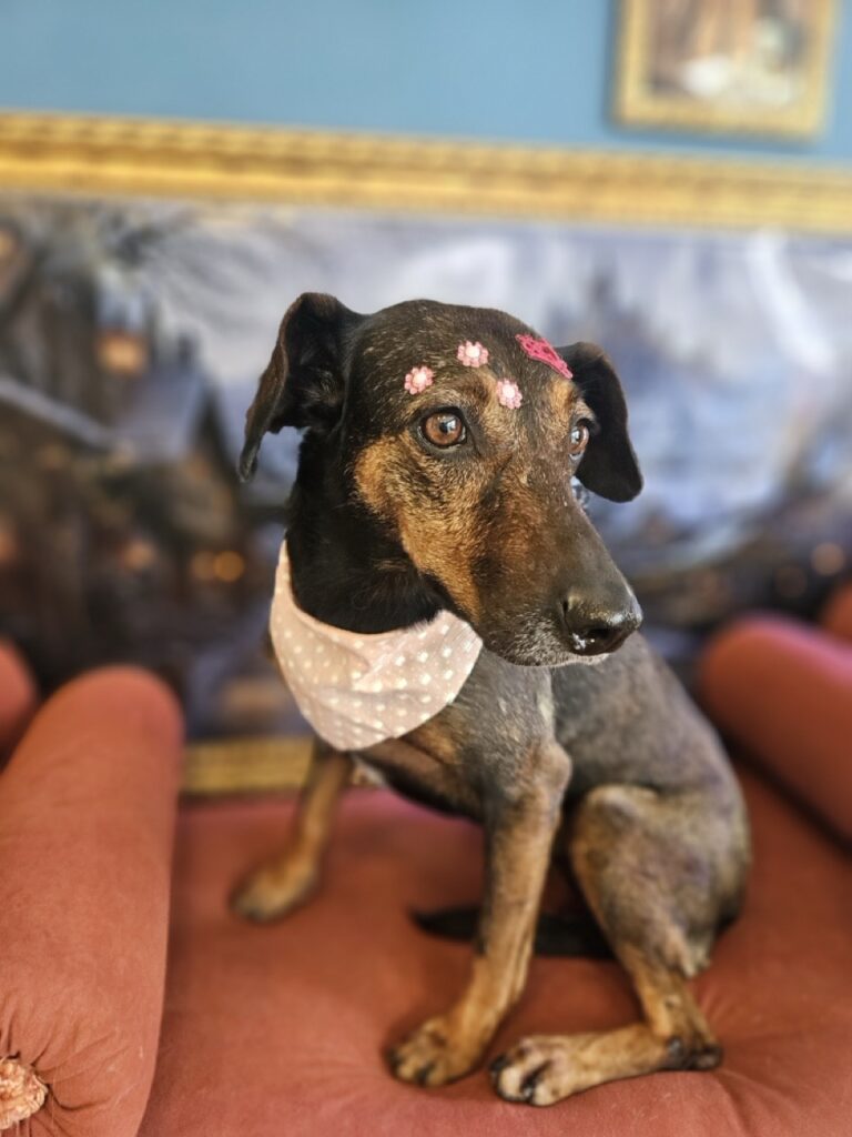 Kakau na Realeza Pets, foto 19
