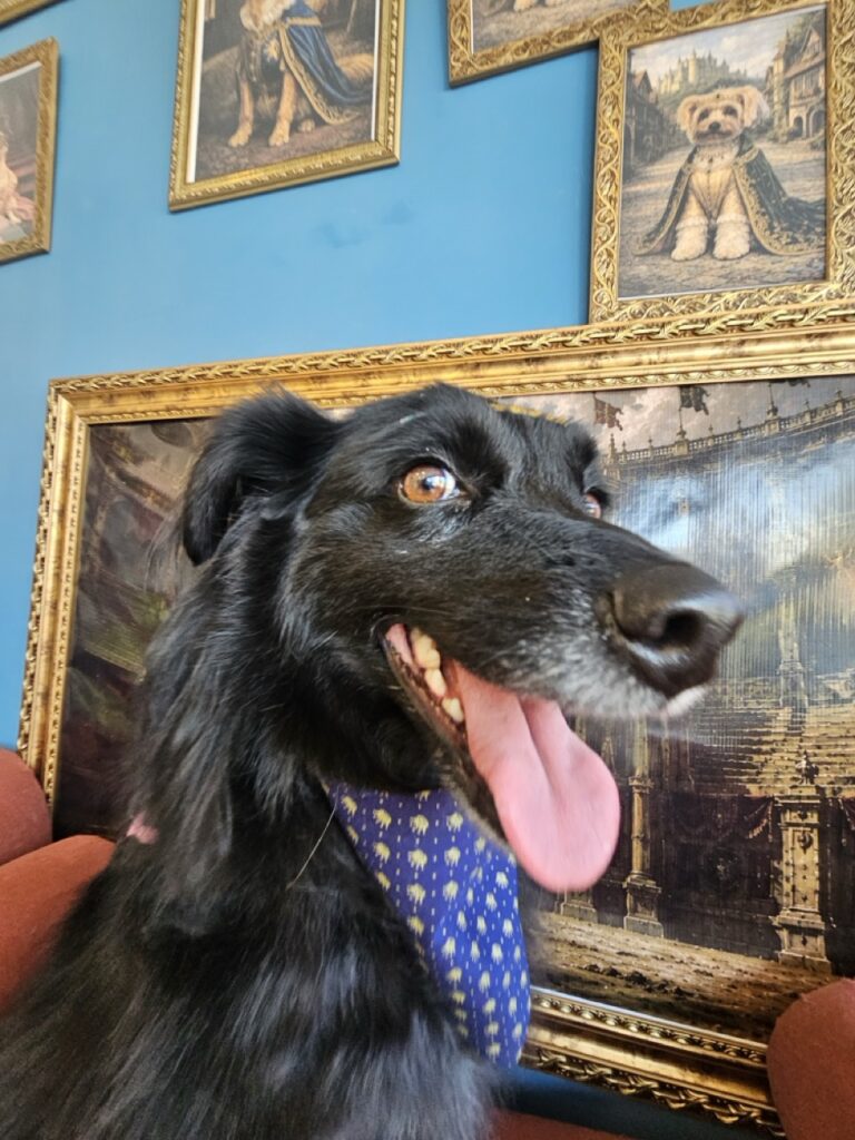 Sofia na Realeza Pets, foto 14