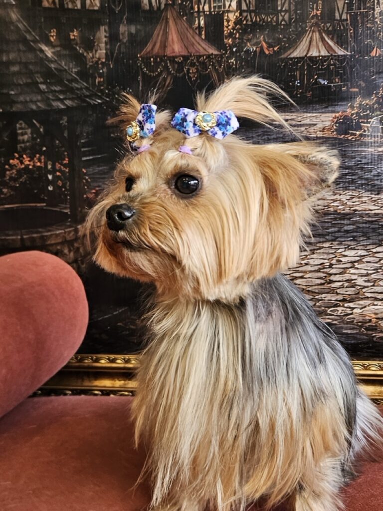 Liz na Realeza Pets, foto 6