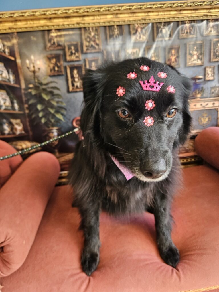 Sofia na Realeza Pets, foto 15