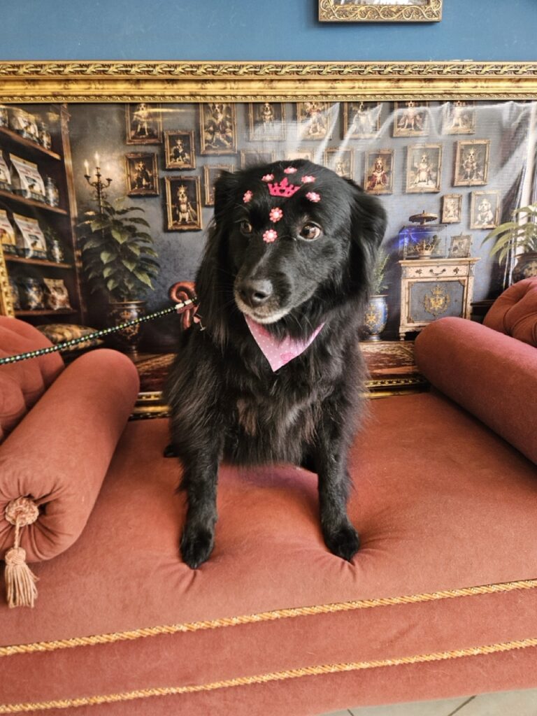 Sofia, SRD atendido na Realeza Pets