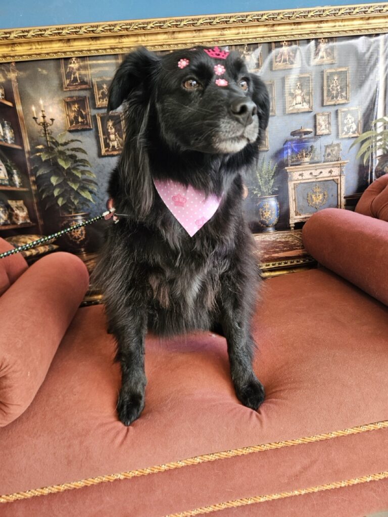 Sofia na Realeza Pets, foto 17