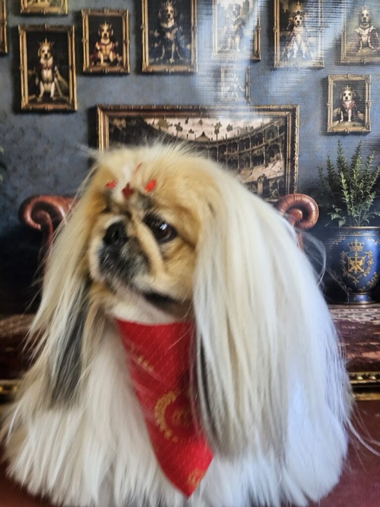 Pirulito na Realeza Pets, foto 35