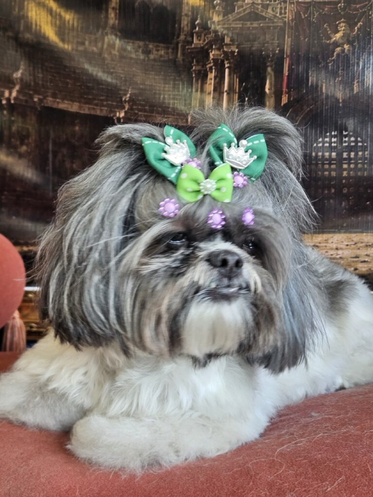 Mell na Realeza Pets, foto 38