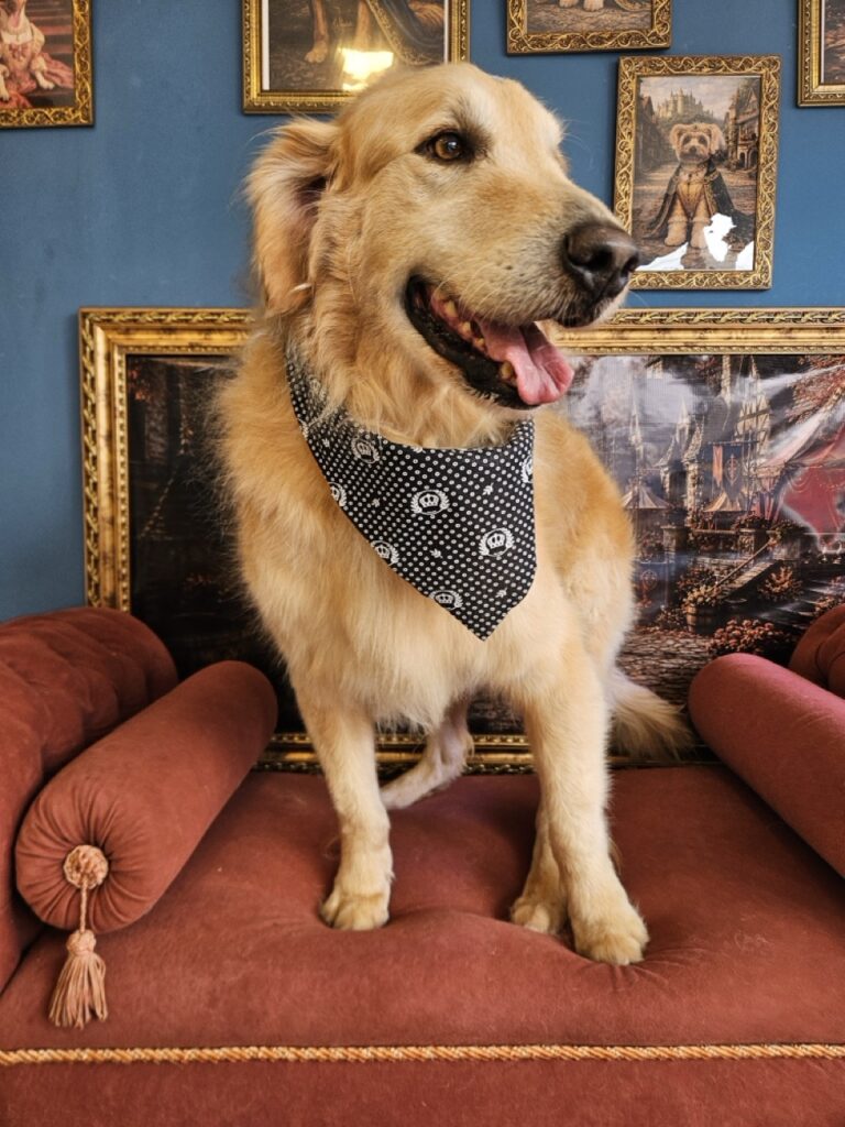 Koda na Realeza Pets, foto 5
