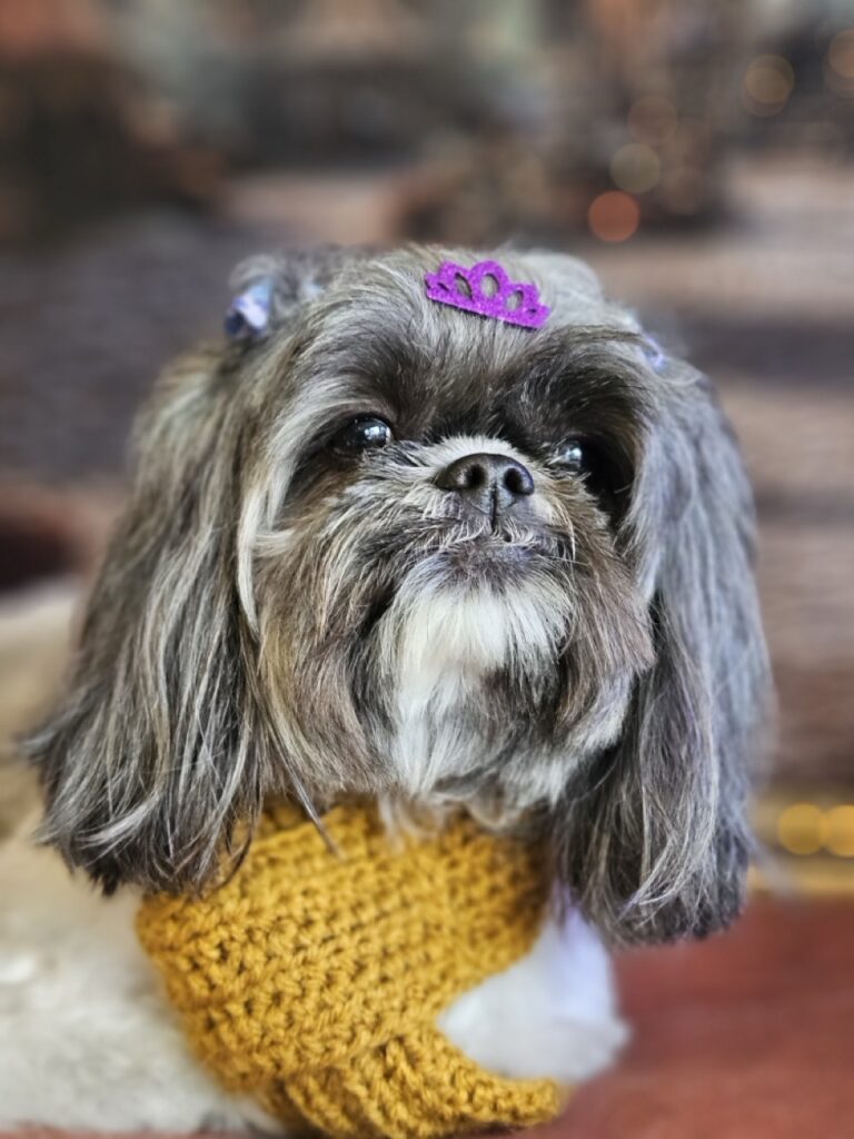 Mell na Realeza Pets, foto 17