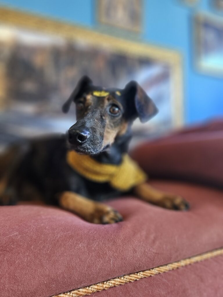 Kakau na Realeza Pets, foto 10