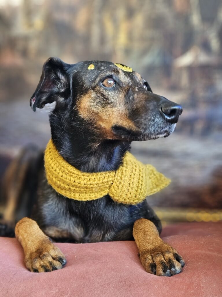 Kakau na Realeza Pets, foto 11