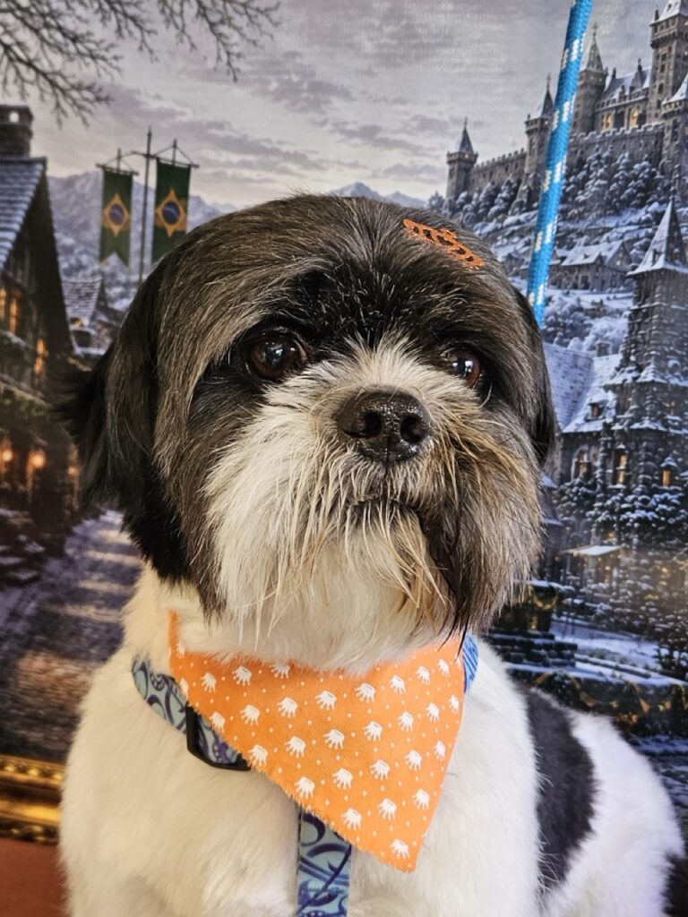Frederico na Realeza Pets, foto 12