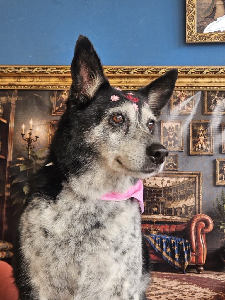 Luna, SRD atendido na Realeza Pets