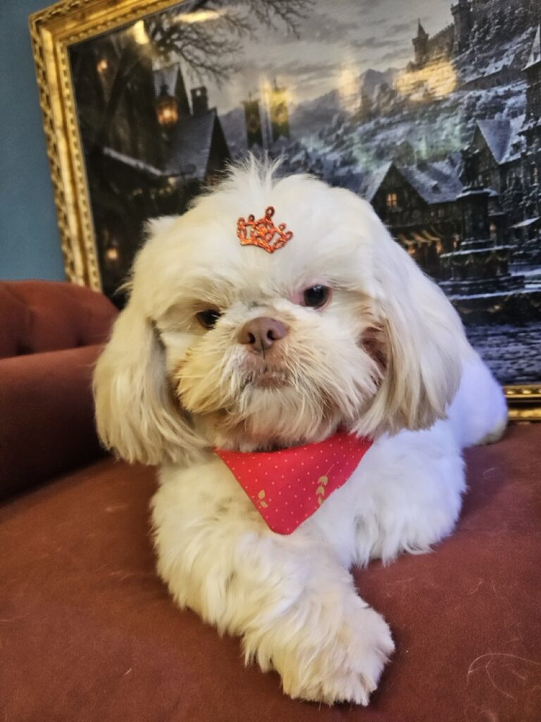 Romeu, Shih Tzu atendido na Realeza Pets