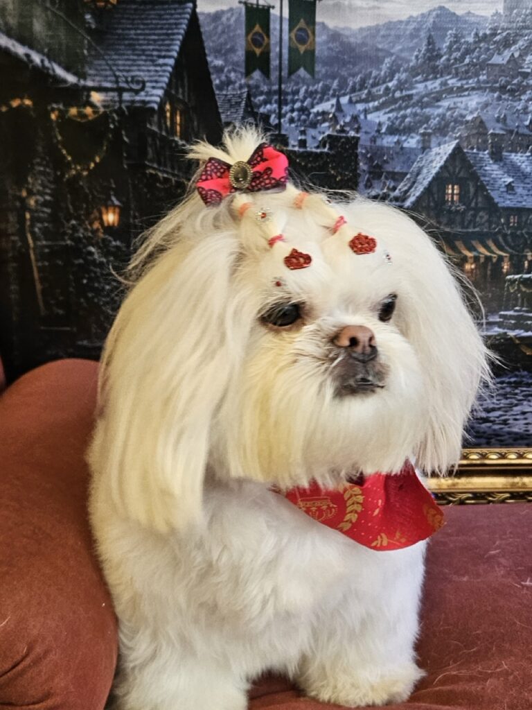 Mel, Shih Tzu atendido na Realeza Pets