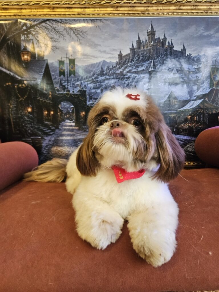 Pipoca na Realeza Pets, foto 13