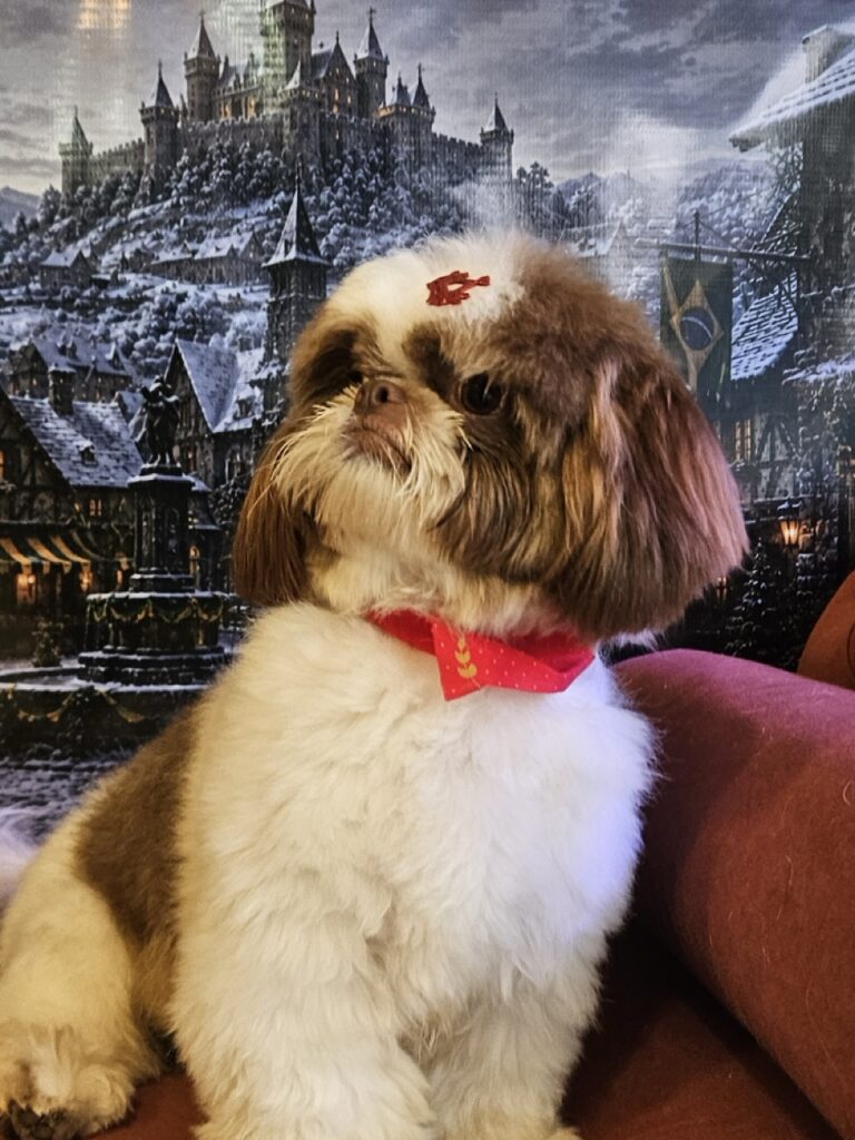 Pipoca, Shih Tzu atendido na Realeza Pets
