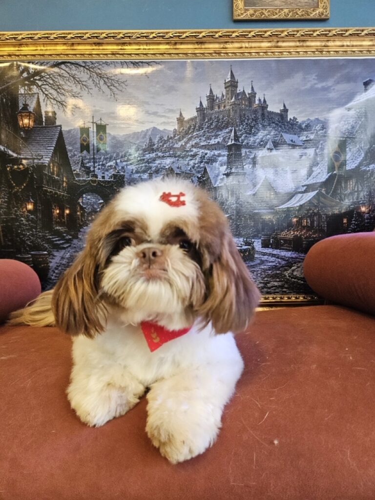 Pipoca na Realeza Pets, foto 15