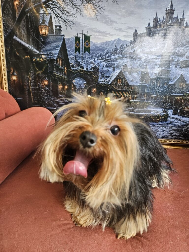 Estrela na Realeza Pets, foto 15