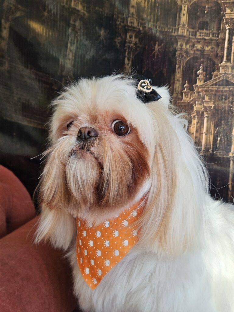 Luna Kazmierczak na Realeza Pets, foto 17