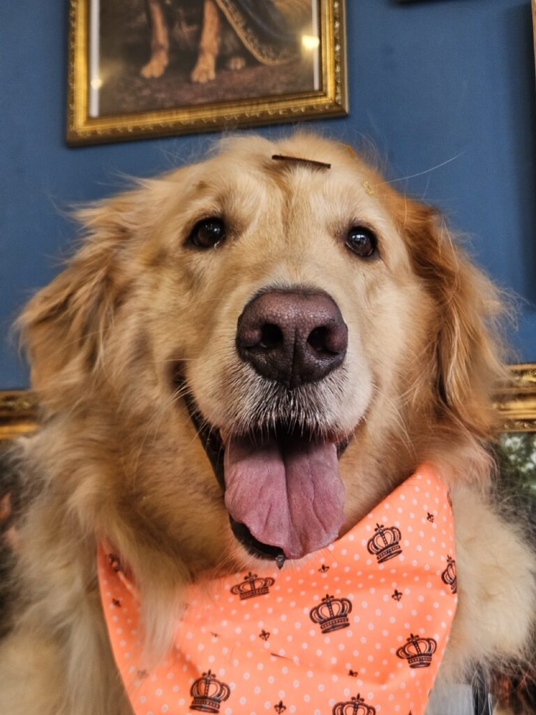 Carlota, Golden Retriever atendido na Realeza Pets