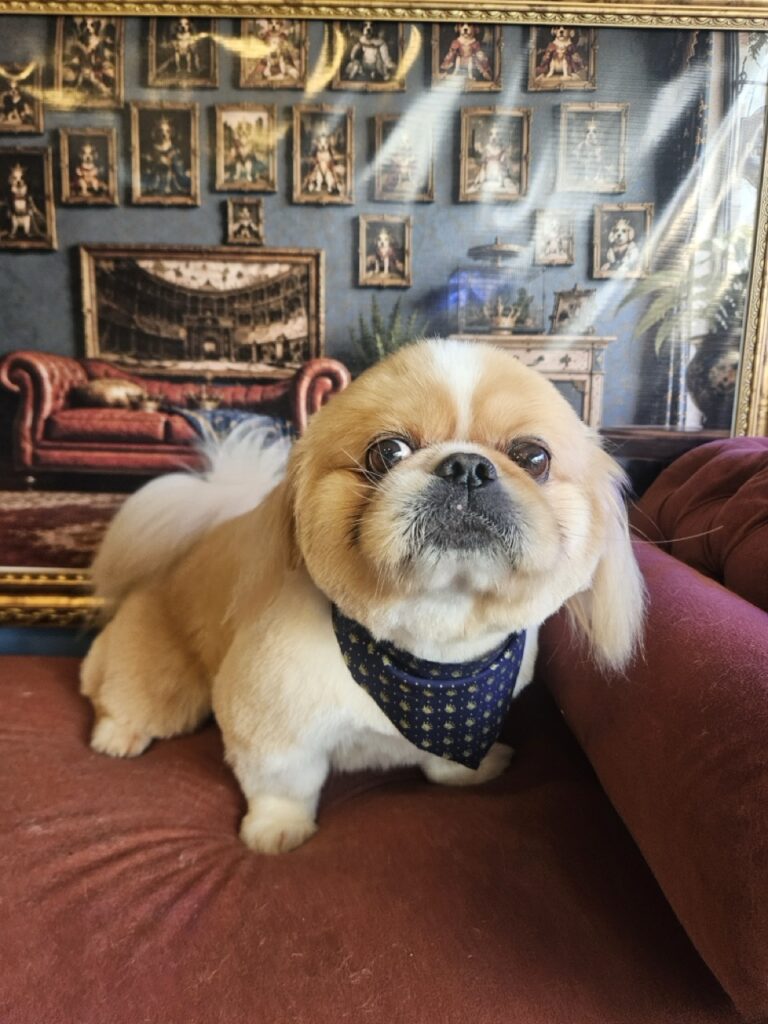 Yuri na Realeza Pets, foto 15