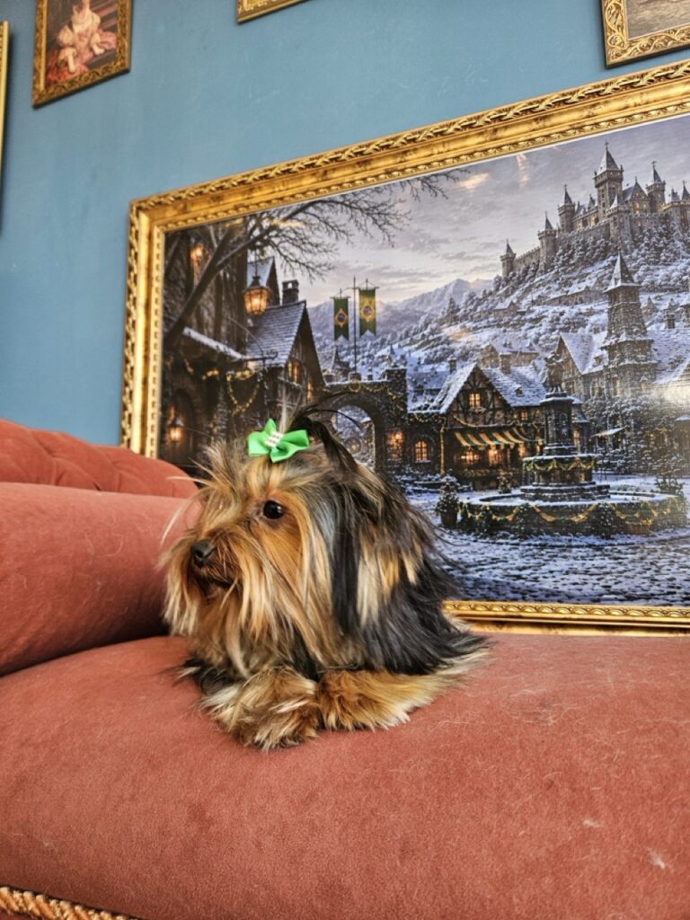 Estrela na Realeza Pets, foto 5