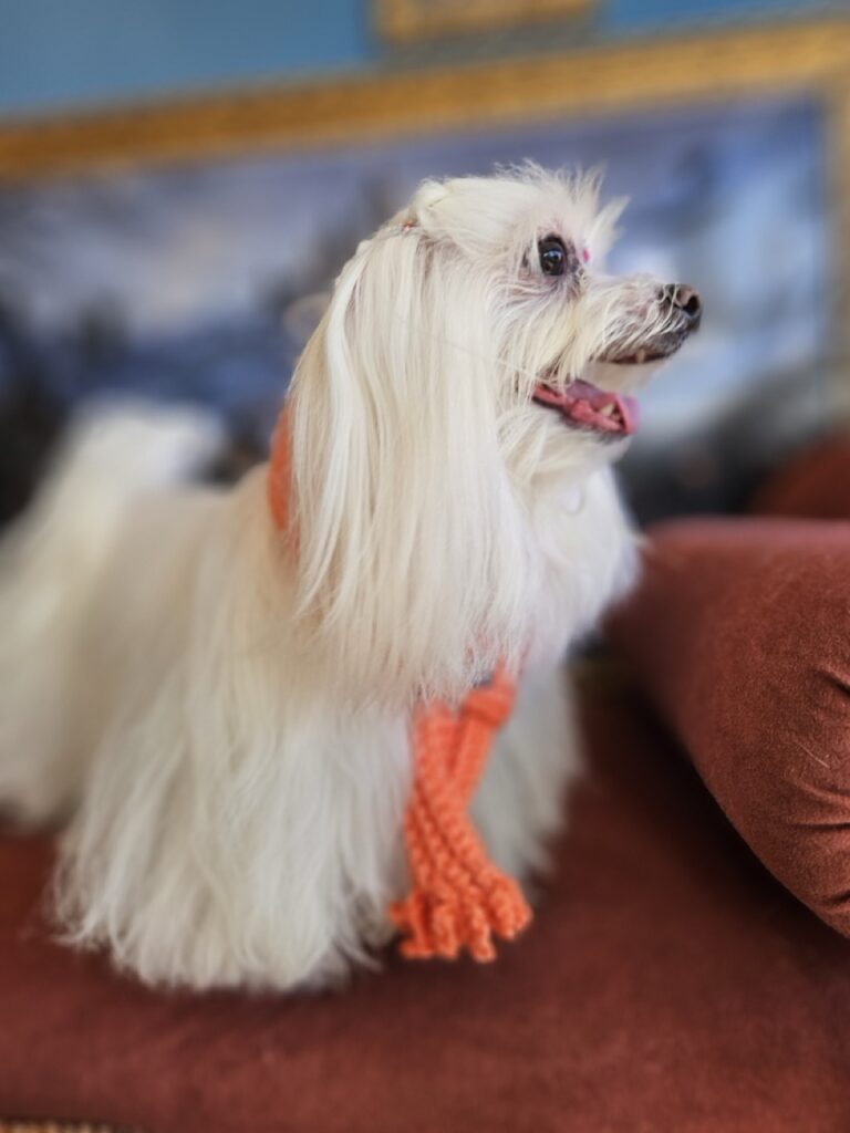 Meg, Maltês atendido na Realeza Pets