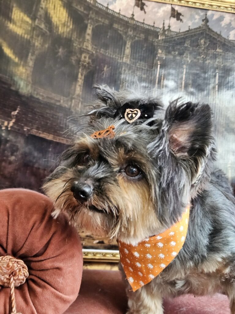 Cacau na Realeza Pets, foto 12