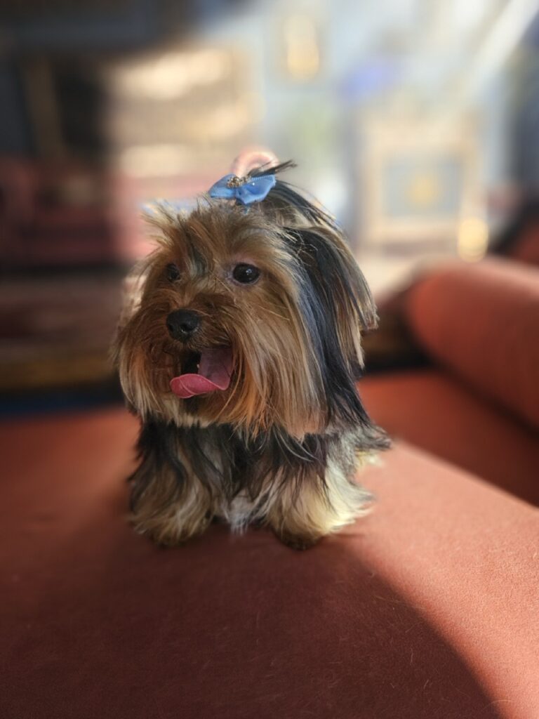 Estrela na Realeza Pets, foto 19