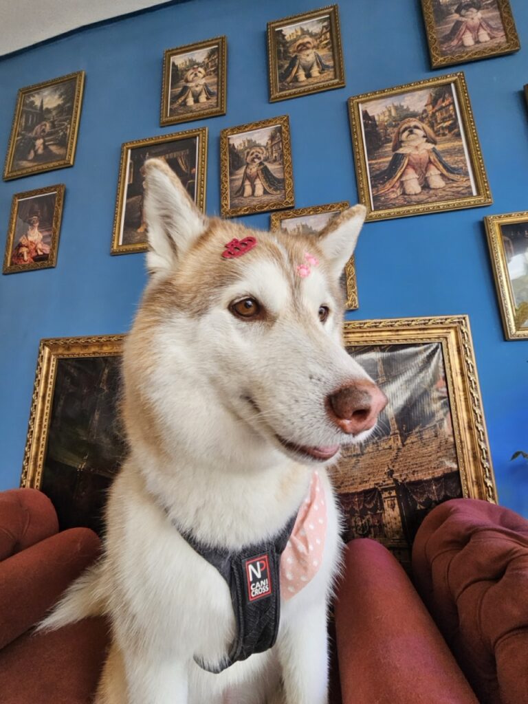 Atena na Realeza Pets, foto 5