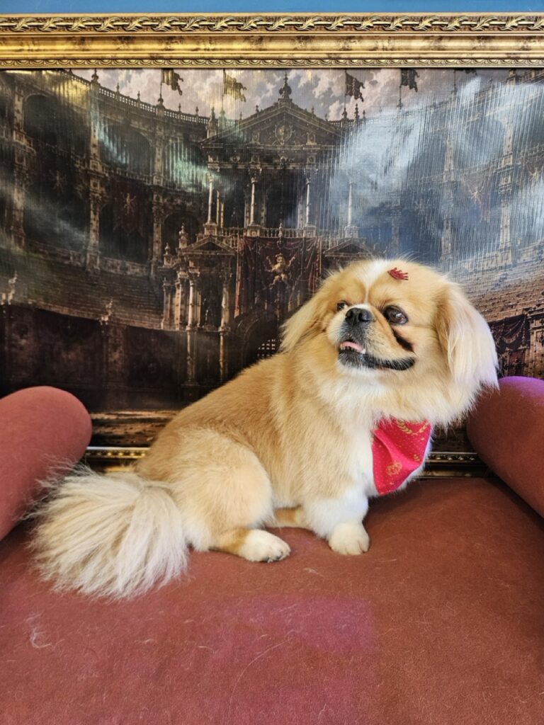 Yuri na Realeza Pets, foto 13