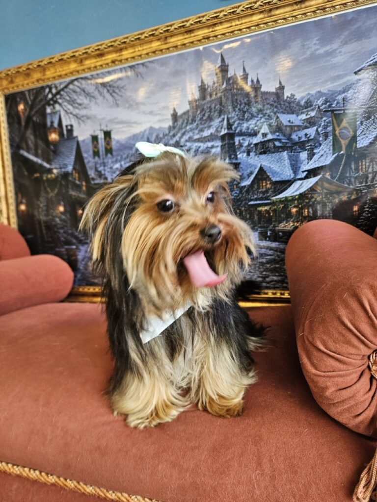 Estrela na Realeza Pets, foto 8