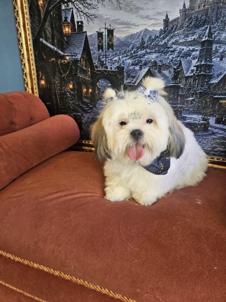 Pandora na Realeza Pets, foto 11