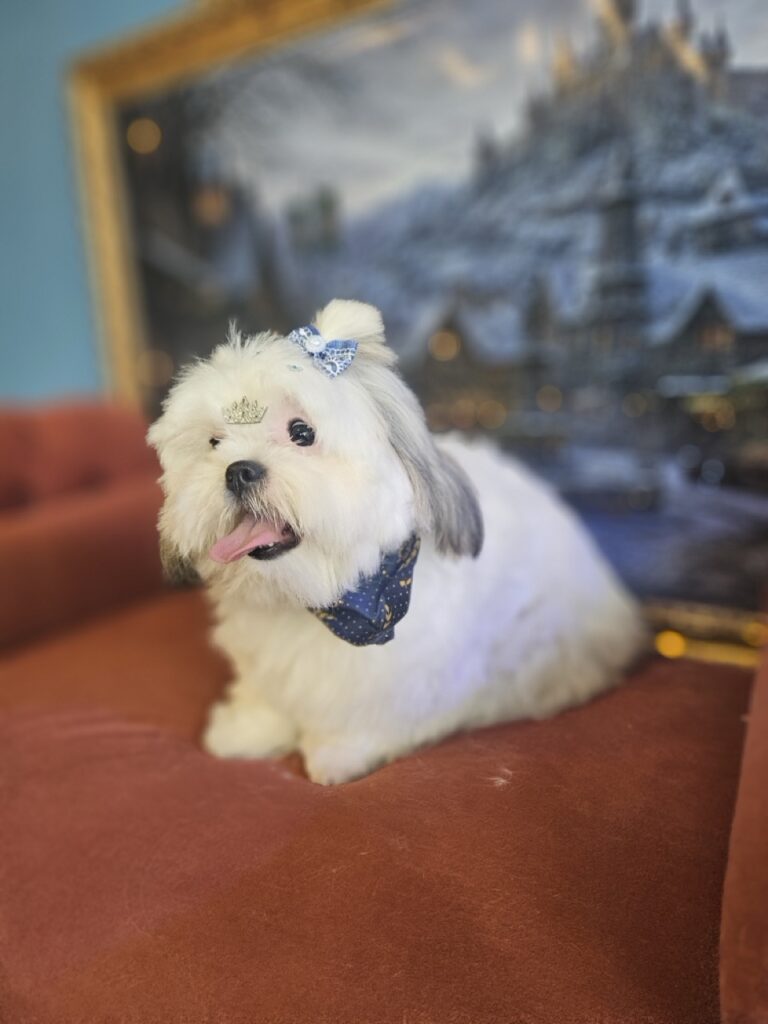 Pandora na Realeza Pets, foto 12