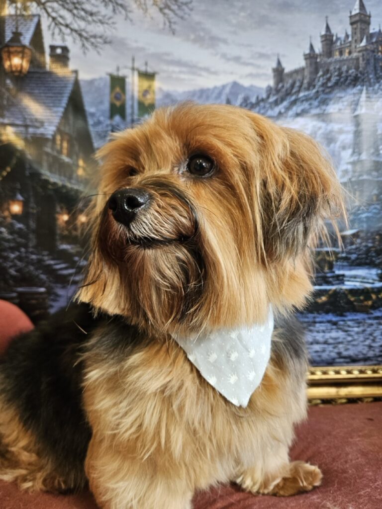 Nalu na Realeza Pets, foto 7