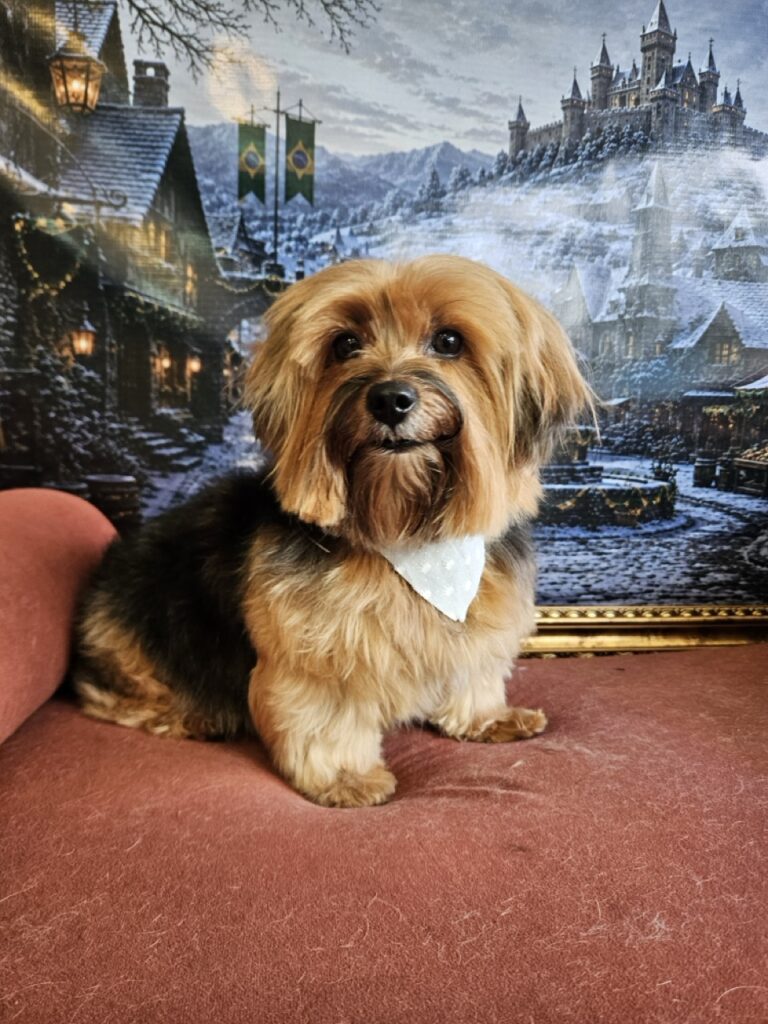 Nalu na Realeza Pets, foto 8