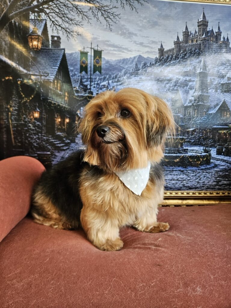 Nalu na Realeza Pets, foto 9