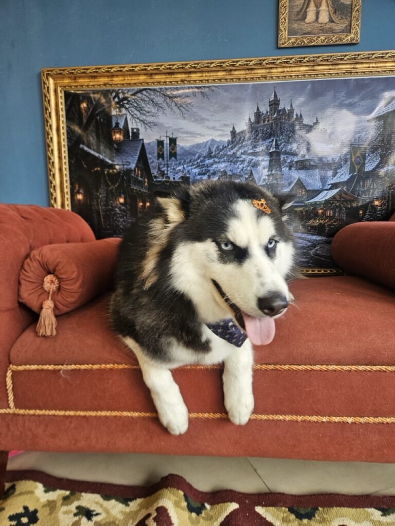 Arya na Realeza Pets, foto 10